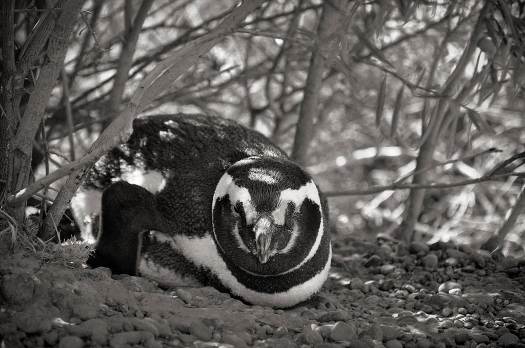 Magellanic Penguin Facts