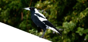 Magpie Facts