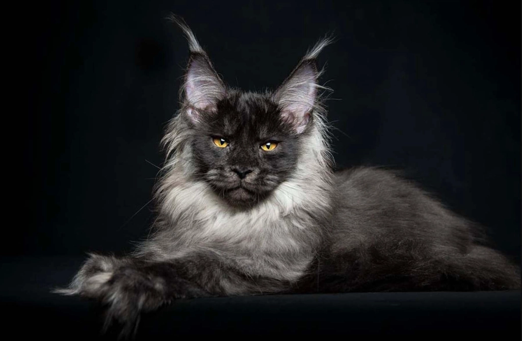 Maine Coon Facts
