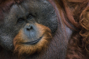 Male Bornean Orangutan