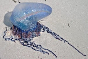 Man of War Jellyfish Facts