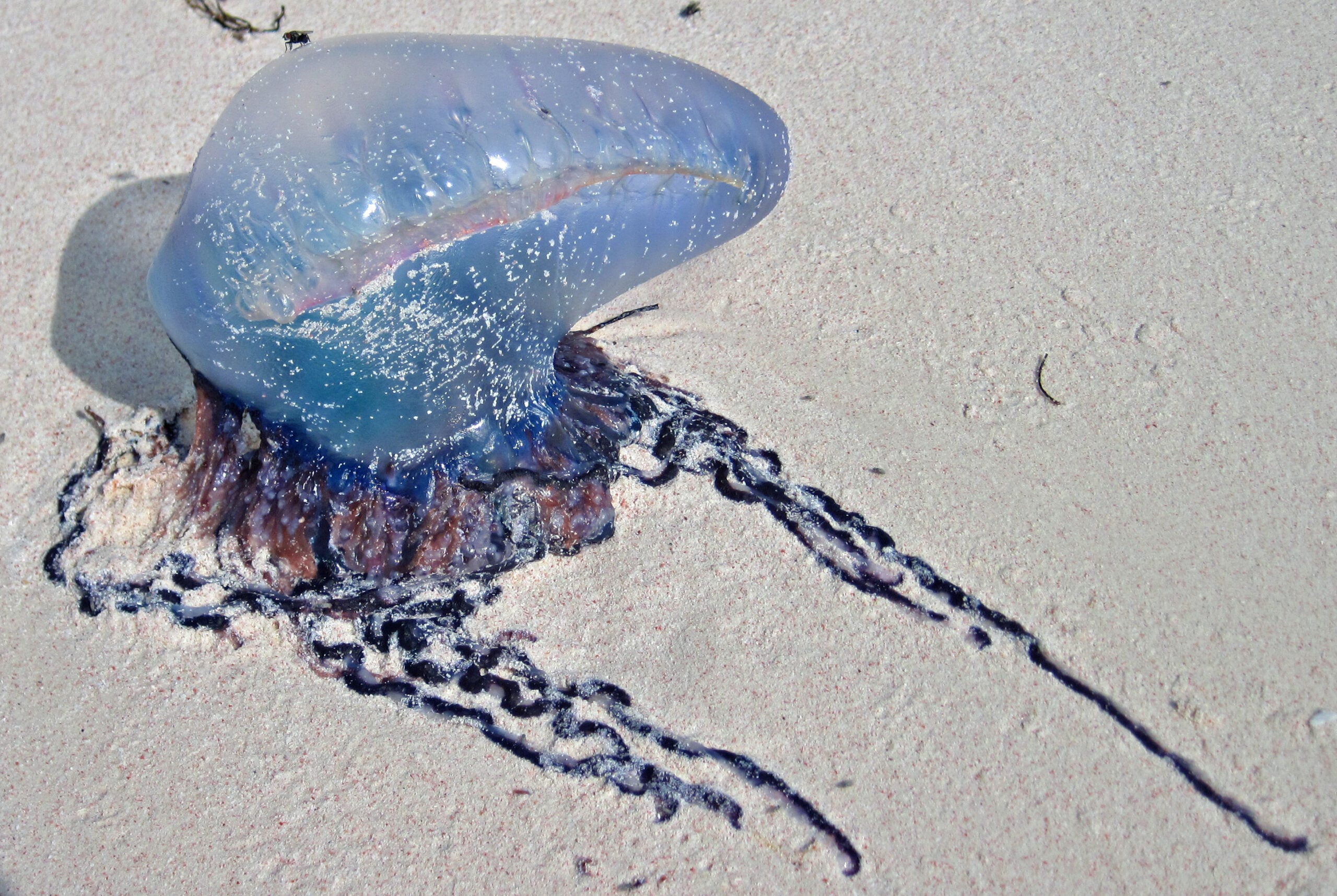Man of War Jellyfish Facts