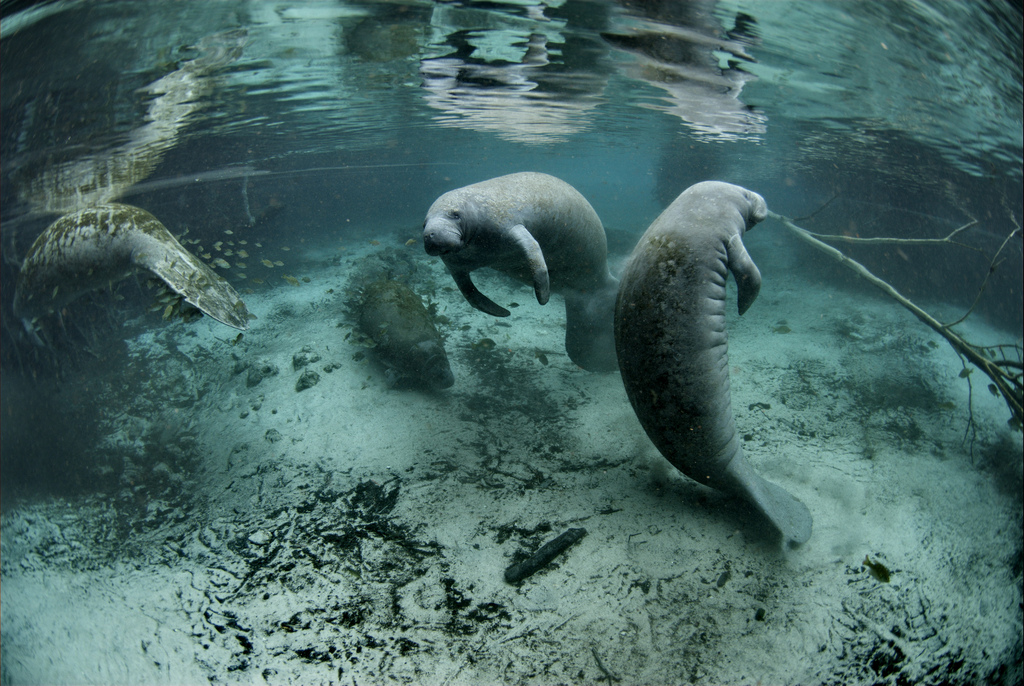 Manatee Facts