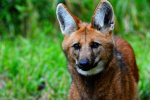 Maned Wolf Facts
