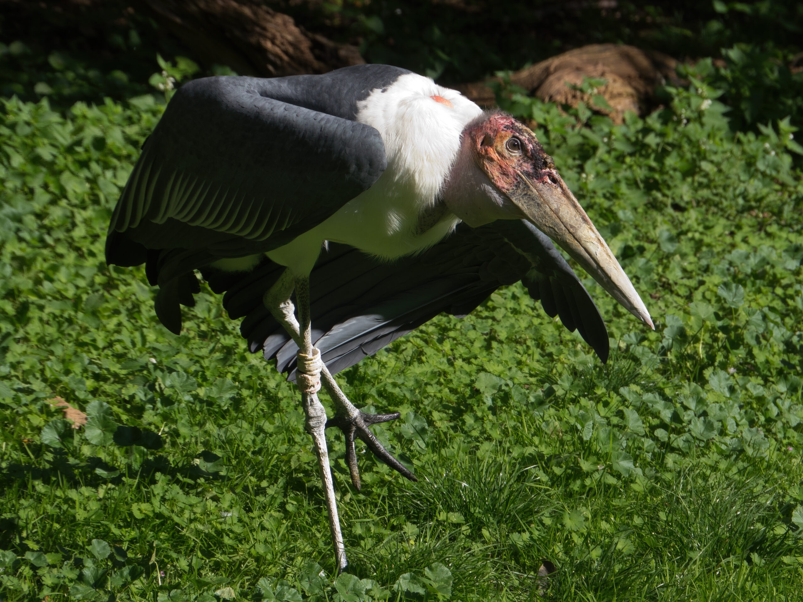 Marabou Stork Facts