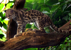 Margay Facts