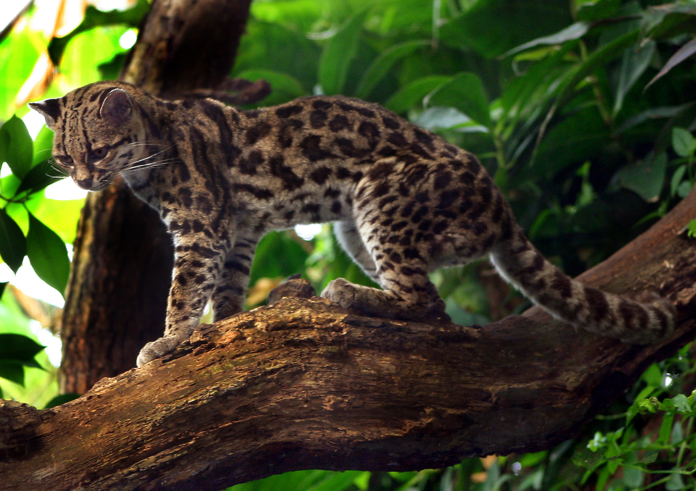 Margay Facts