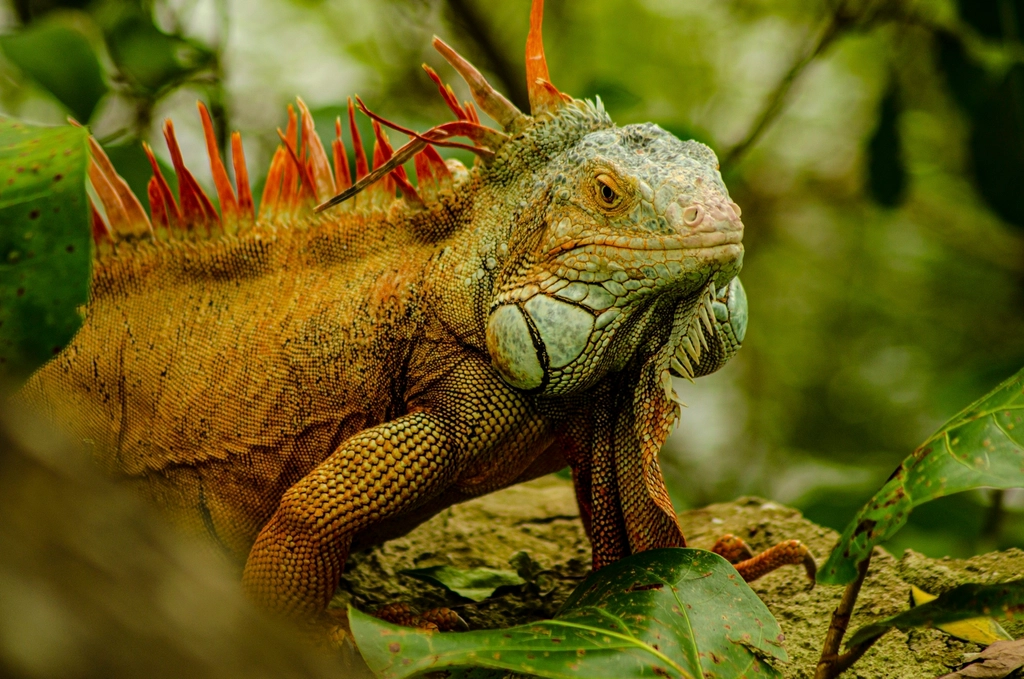 Marine Iguana Facts