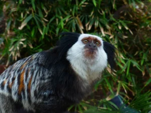 Marmoset Facts