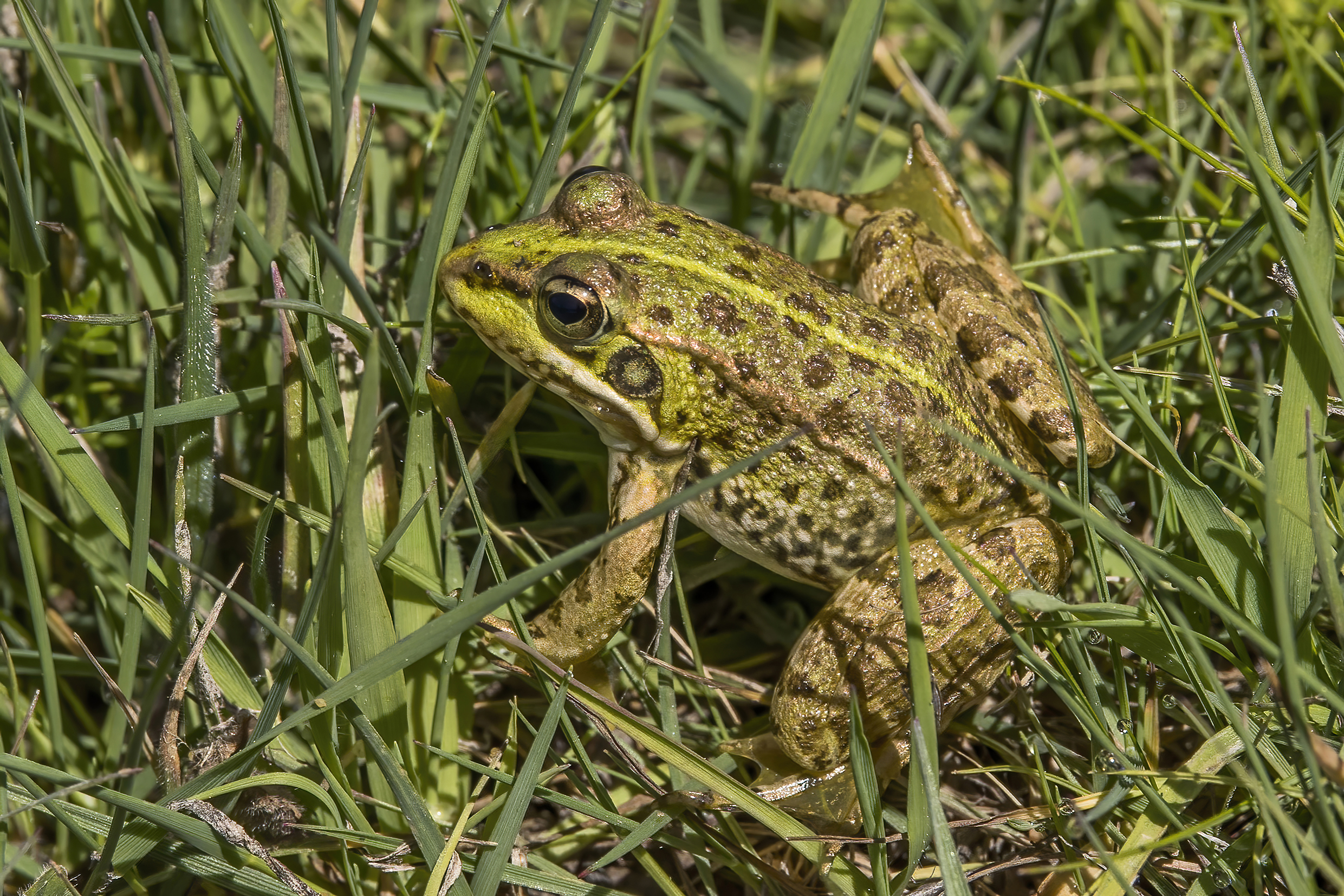 Marsh Frog Facts: Nature's Green Symphony - Animals Discovered
