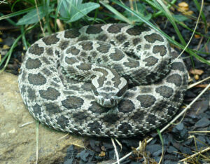 Massasauga Facts