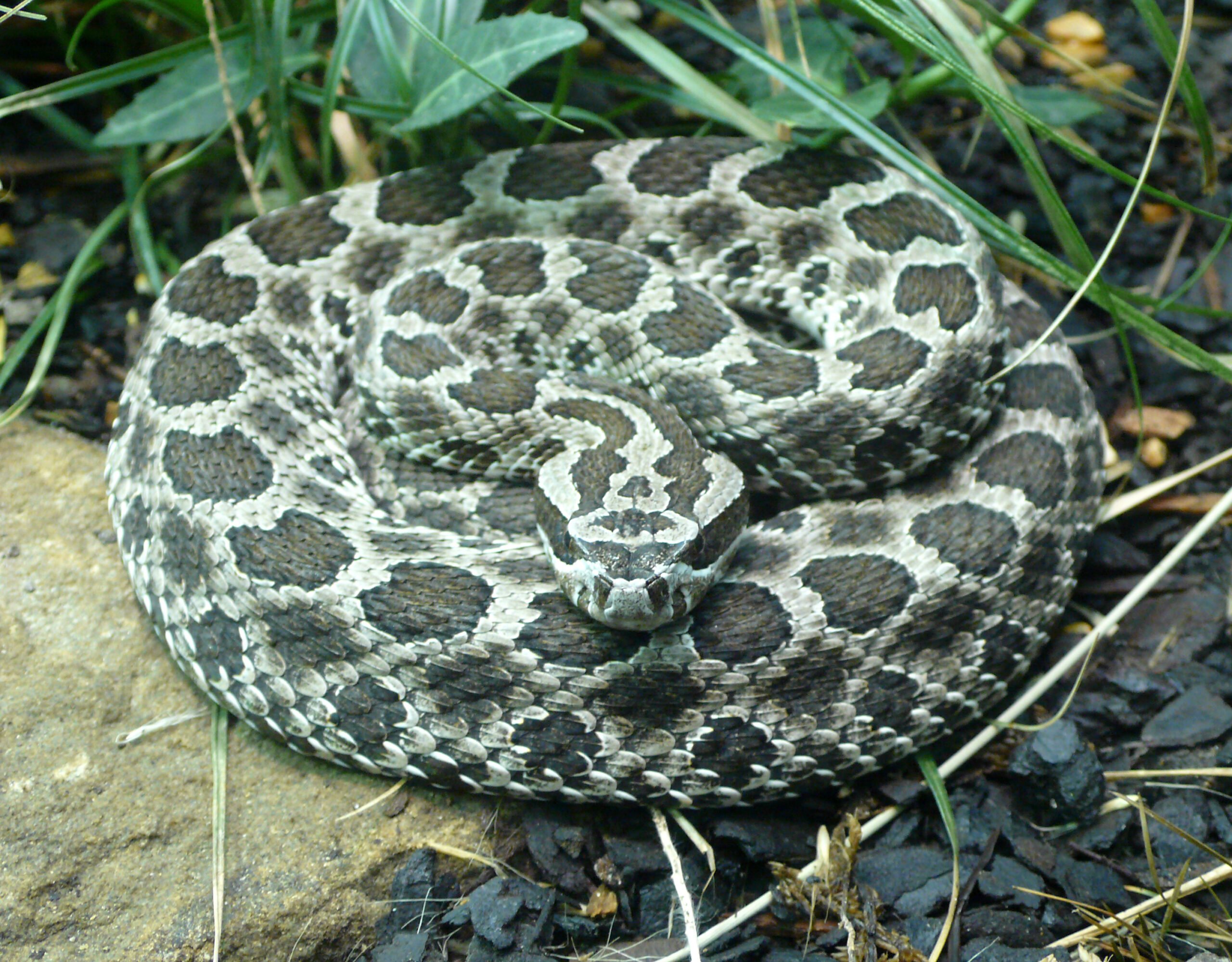 Massasauga Facts