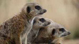 Meerkat Facts