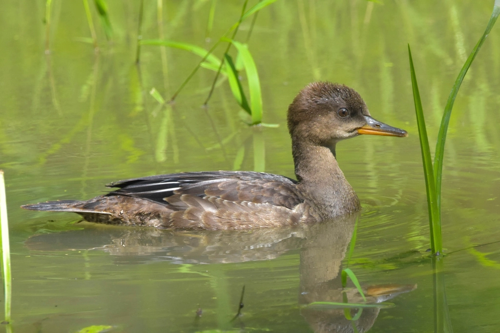 Merganser Facts