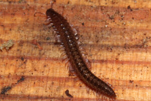 Millipede