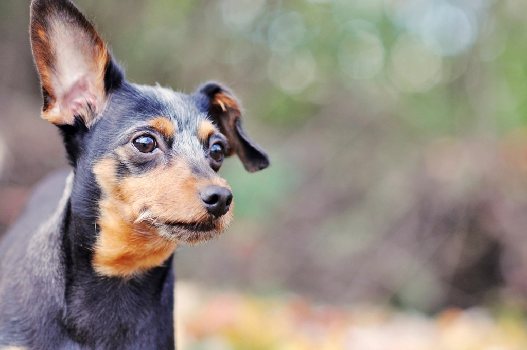 Miniature Pinscher facts