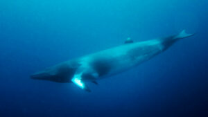 Minke Whale Facts