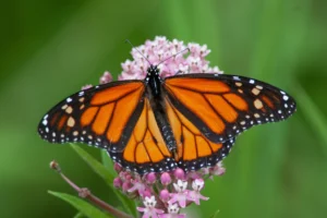 Monarch Butterfly Facts