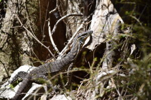 Monitor Lizard Facts