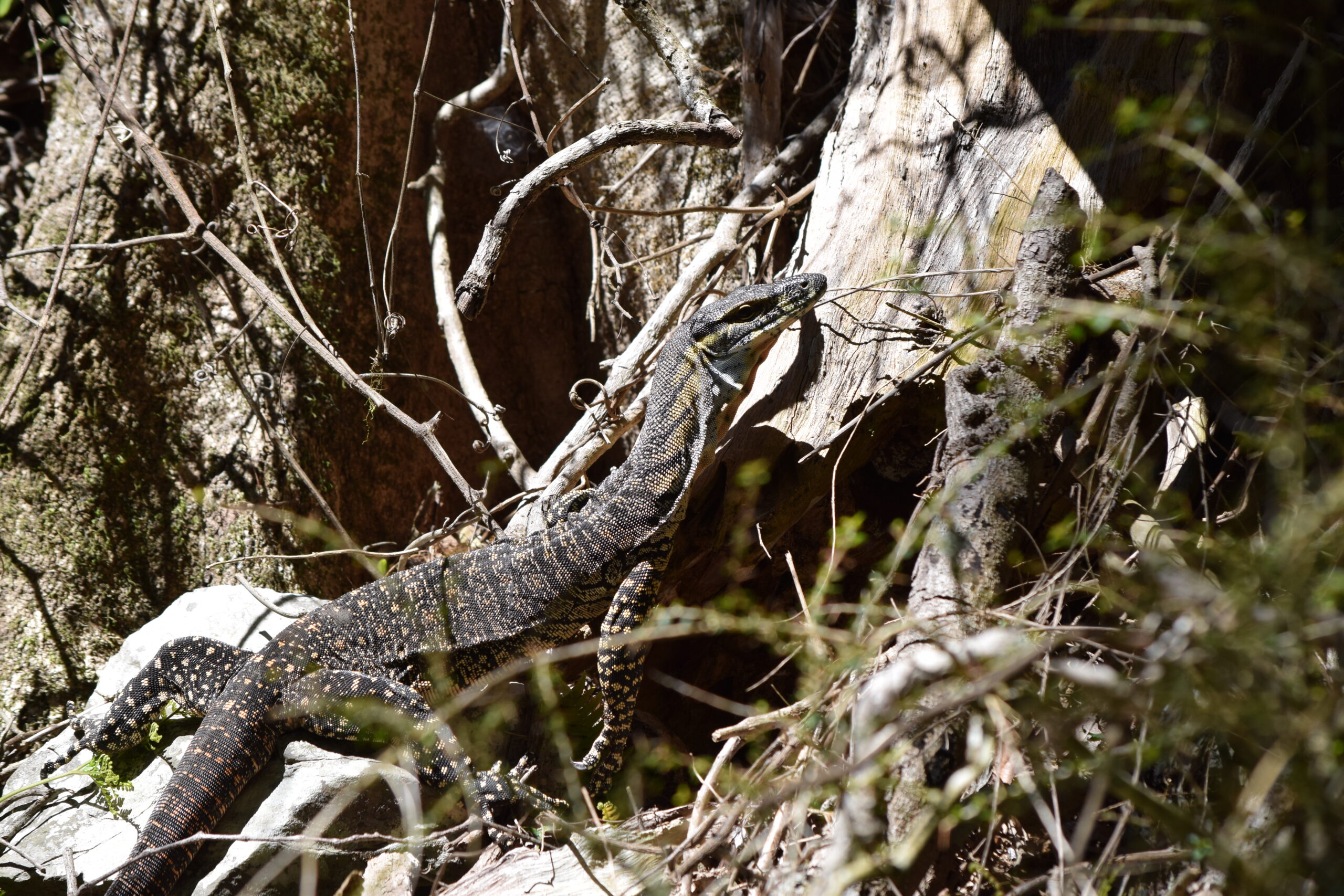 Monitor Lizard Facts