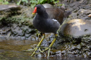 Moorhen Facts