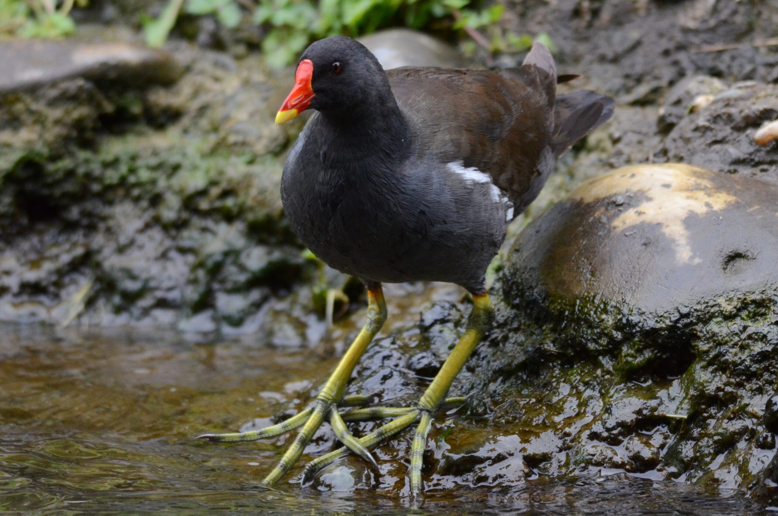 Moorhen Facts