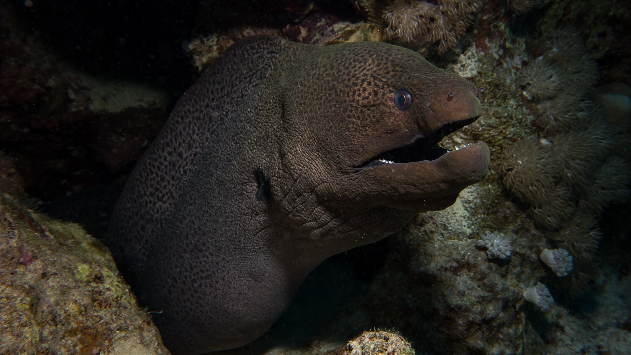 Moray Eel Facts