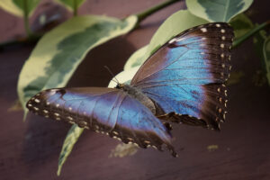 Morpho Butterfly Facts