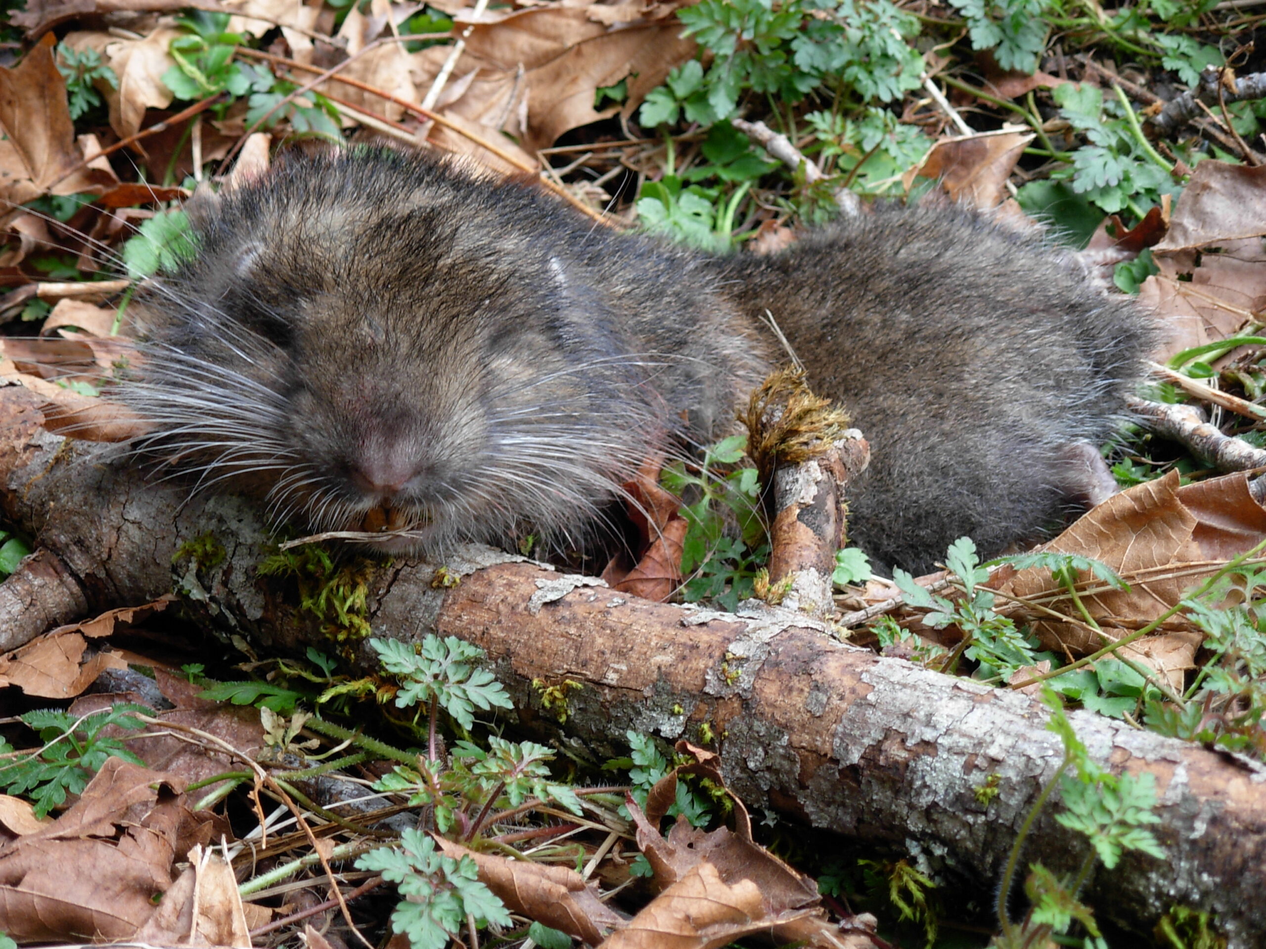 Mountain Beaver Facts