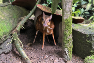 Mouse-Deer (Chevrotain) Facts