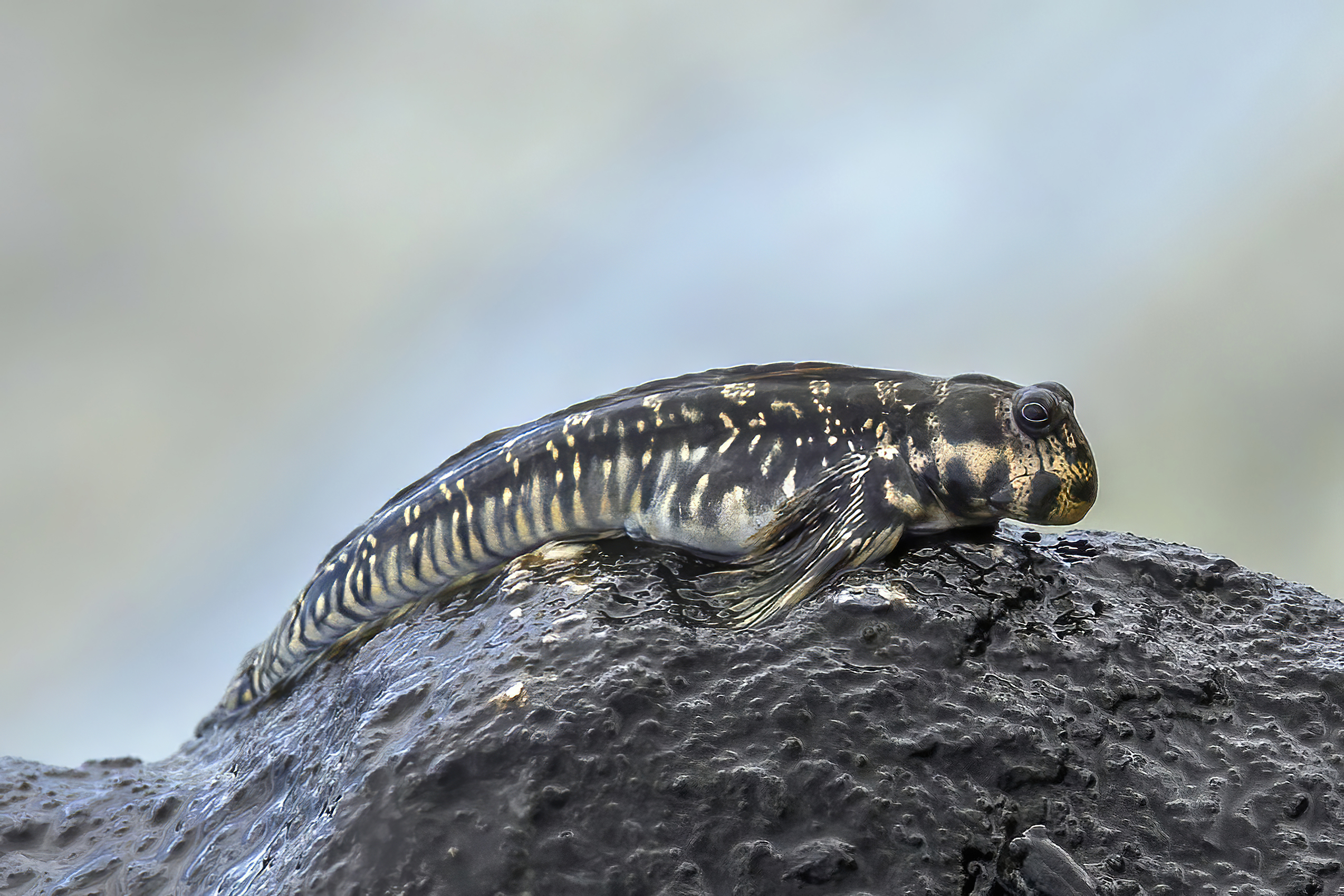 Mudskipper Facts