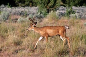 Mule Deer Facts