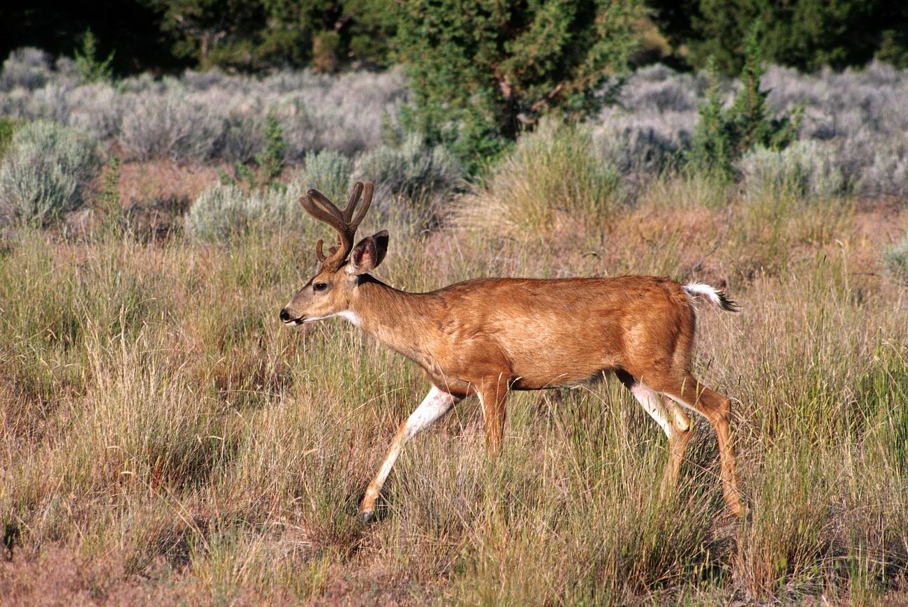 Mule Deer Facts