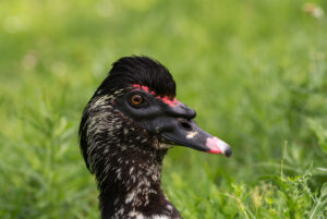 Muscovy Duck Facts