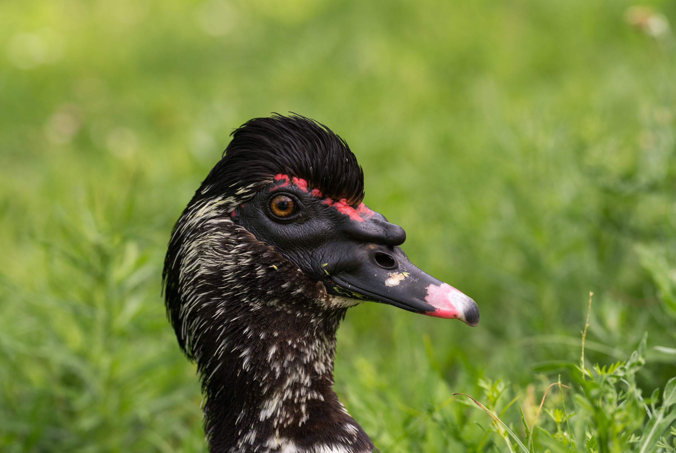 Muscovy Duck Facts