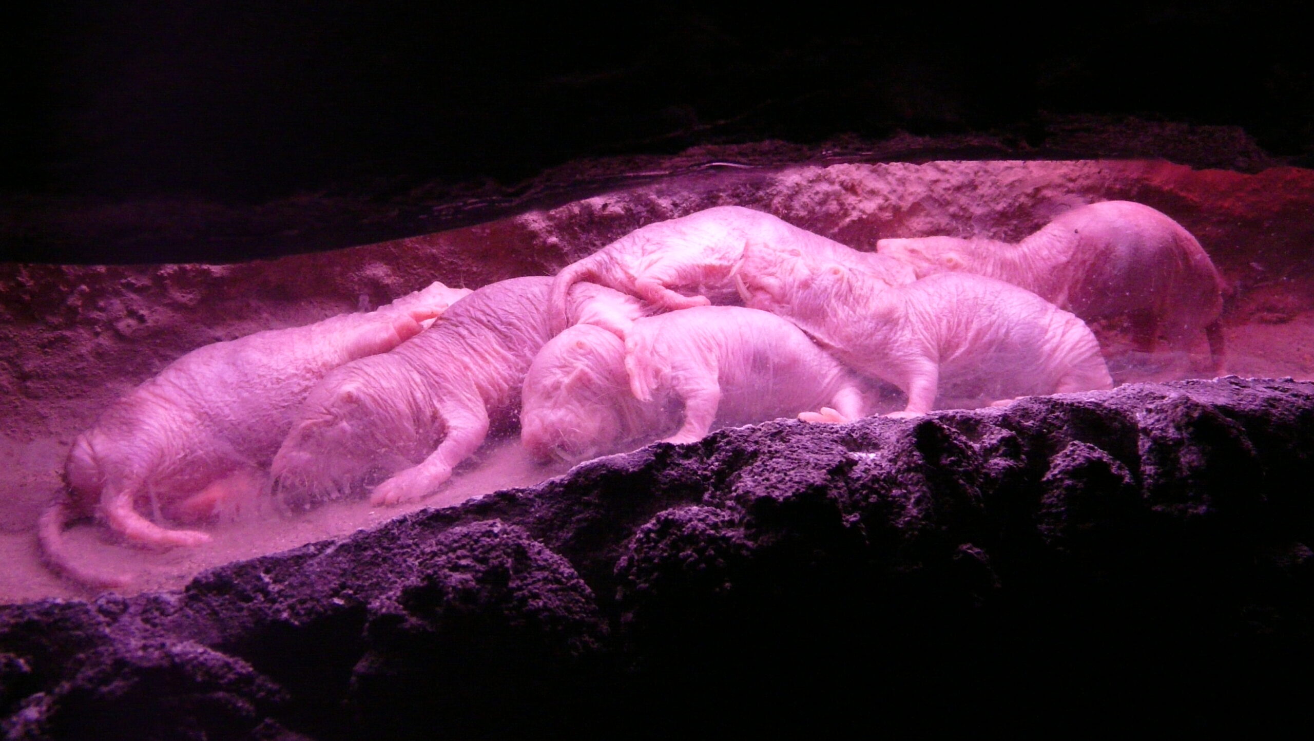 Naked Mole Rat Facts