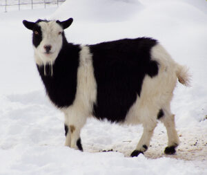 Nigerian Goat Facts