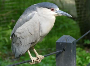 Night Heron Facts