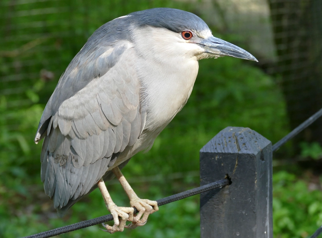 Night Heron Facts