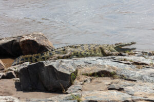 Nile Crocodile Facts