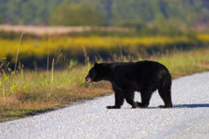 North American Black Bear Facts