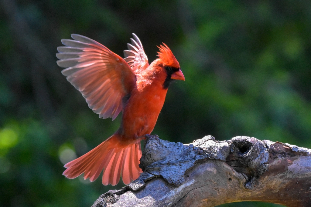 Northern Cardinal Facts