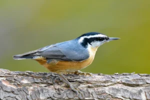 Nuthatch Facts