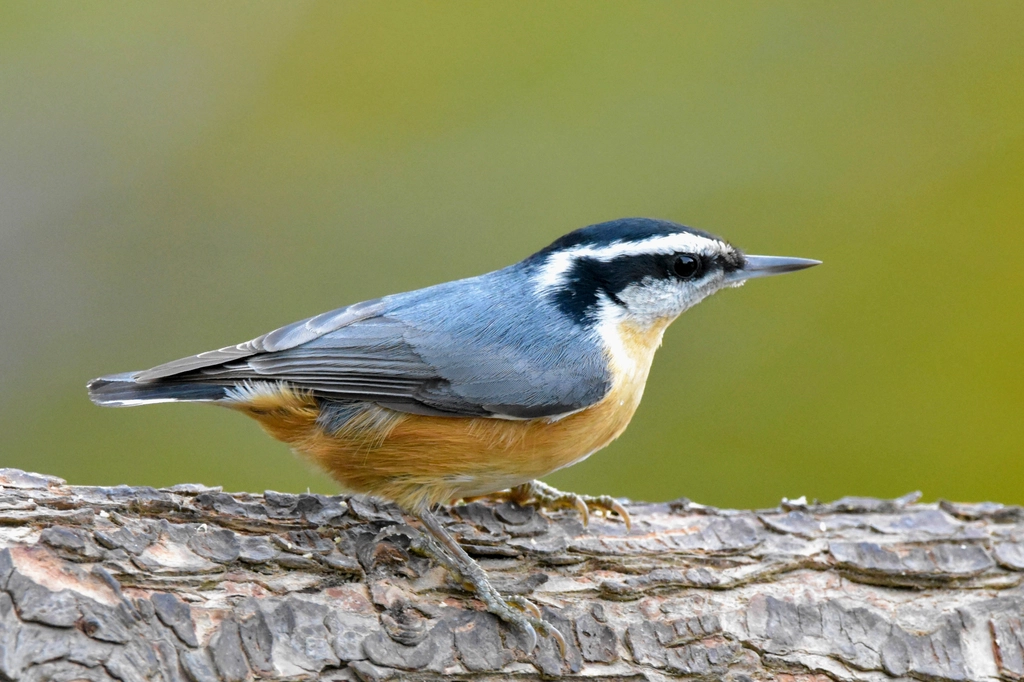 Nuthatch Facts