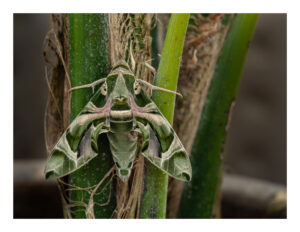 Oleander Hawk Moth Facts