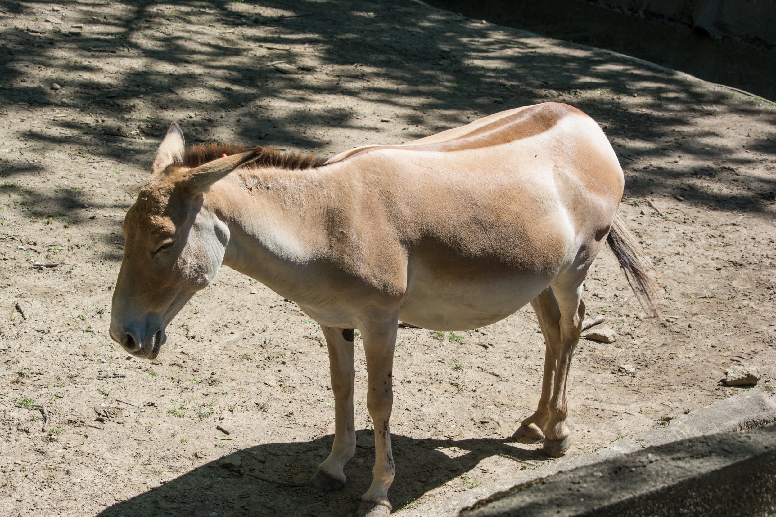 Onager Facts
