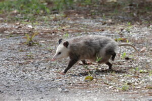 Opossum Facts