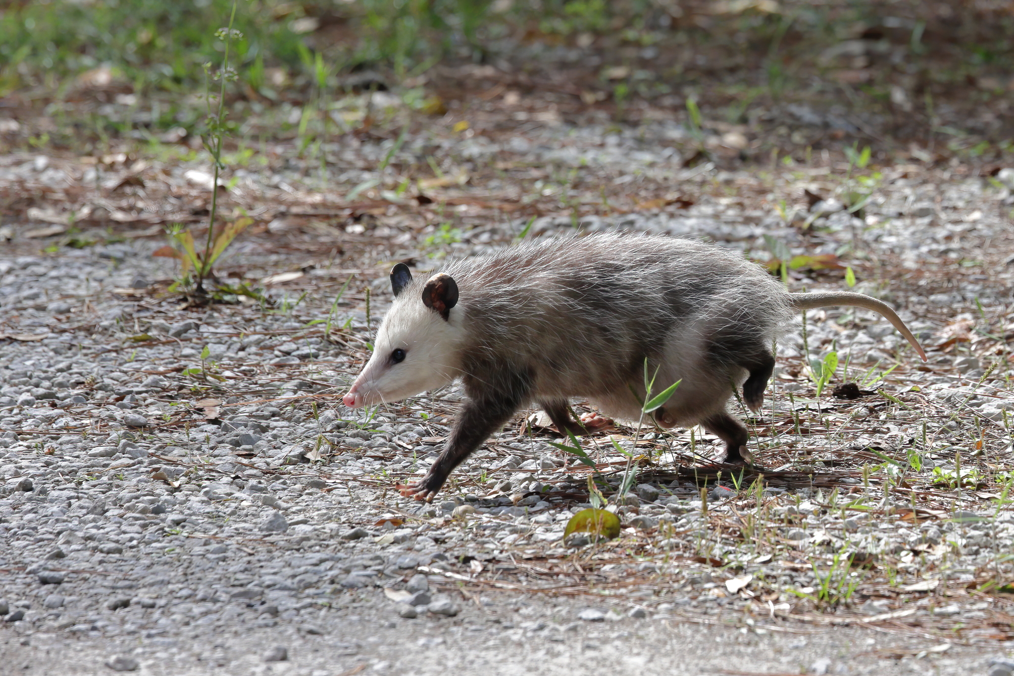 Opossum Facts