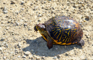 Ornate Box Turtle Facts