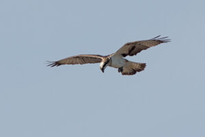 Osprey Facts